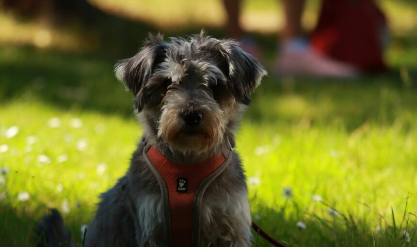 The Solo Guardian: Top 5 Dog Breeds for Single Living (And the One Critical Warning New Owners Ignore)