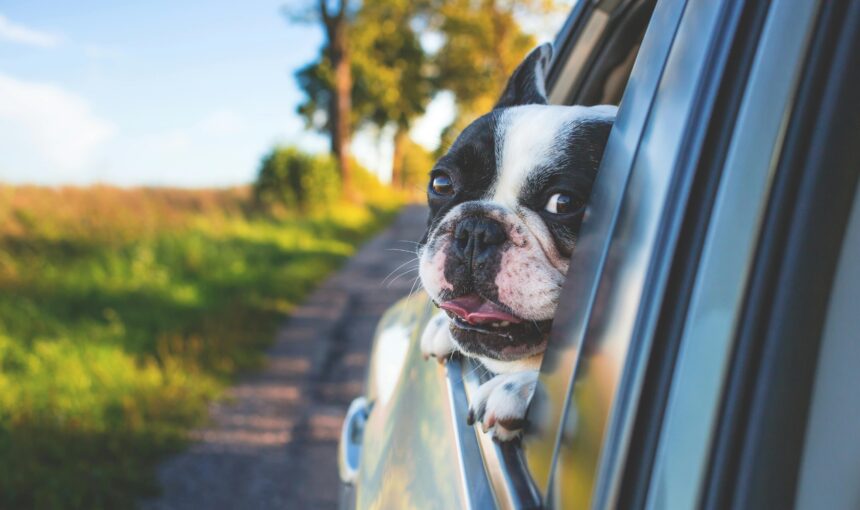 Pet road trips go wrong more often than owners expect: 7 reasons why