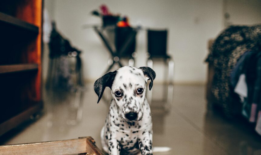 6 common pet care habits that may be secretly stressing your animal