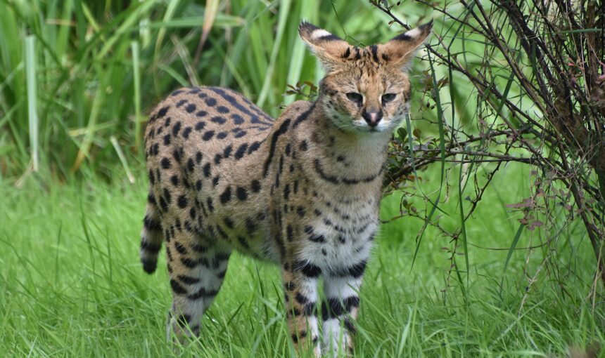 9 Exotic Pets You Can Own Abroad but may face Legal Hurdles in the U.S. (and why)