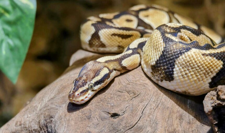 9 Legal Exotic Pets in the U.S. that still come with Serious Challenges