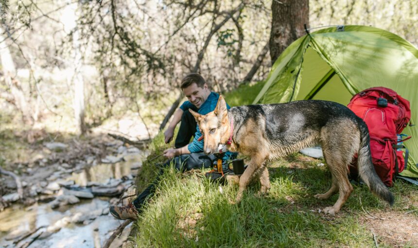 Camping with your dog: 5 mistakes even experienced owners make