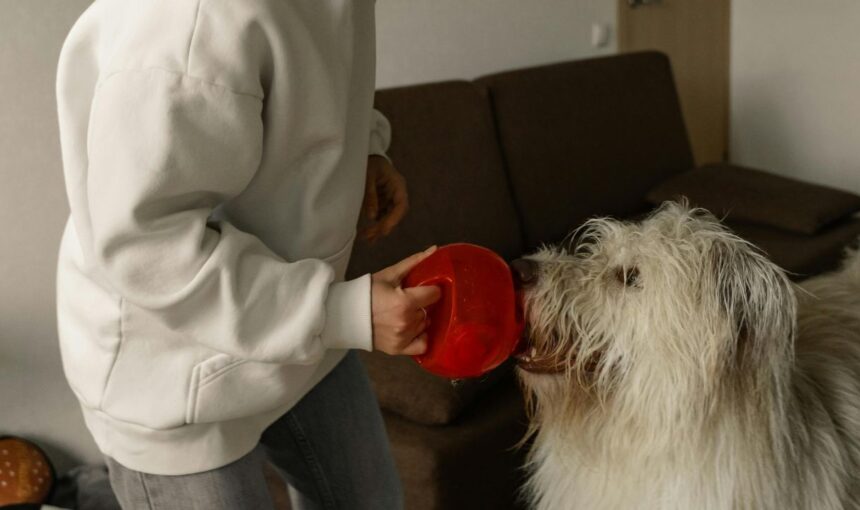 Crossing Borders: The Hidden Legal Red Tape Every Pet Owner Needs to Know.