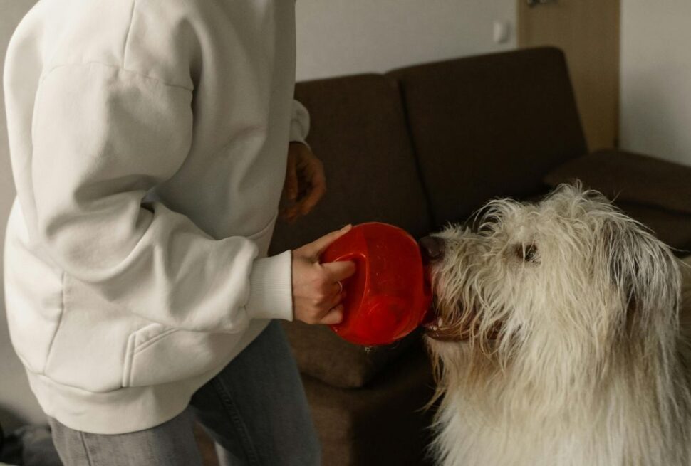 Crossing Borders: The Hidden Legal Red Tape Every Pet Owner Needs to Know.