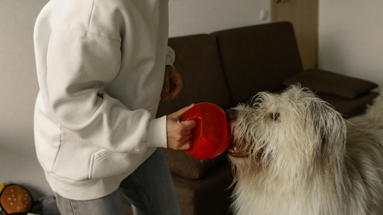 Crossing Borders: The Hidden Legal Red Tape Every Pet Owner Needs to Know.