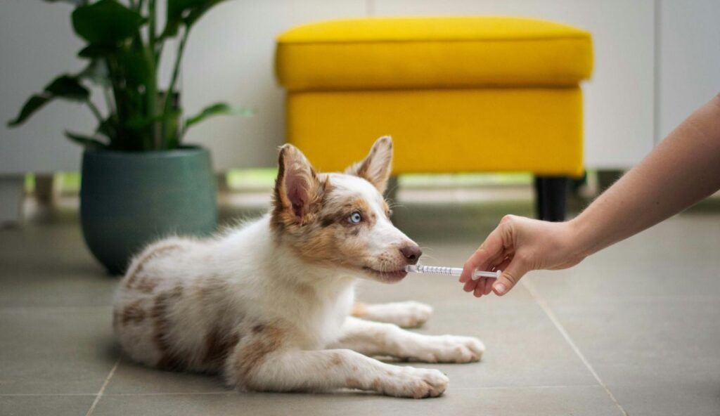 Left-behind meds, edibles, and sweeteners