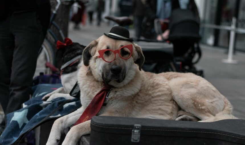 Avoid the Fine: A Step-by-Step Guide to Legally Crossing Borders with Your Pet