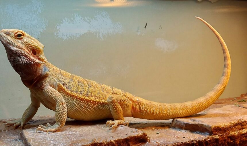 Can You Really Fly with a Bearded Dragon? The New 2026 Rules for Exotic Companions