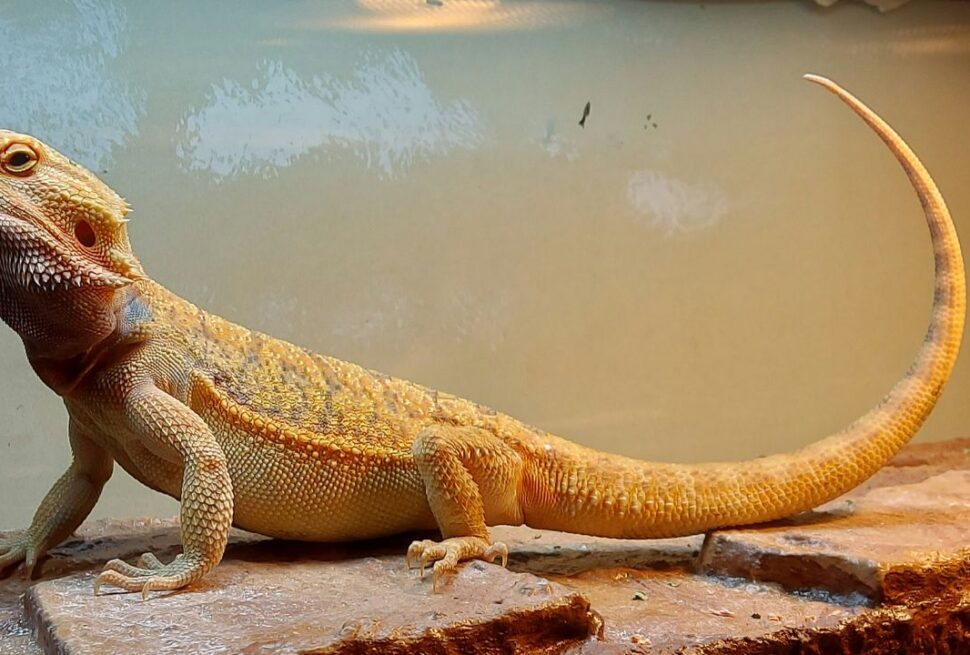 Can You Really Fly with a Bearded Dragon? The New 2026 Rules for Exotic Companions