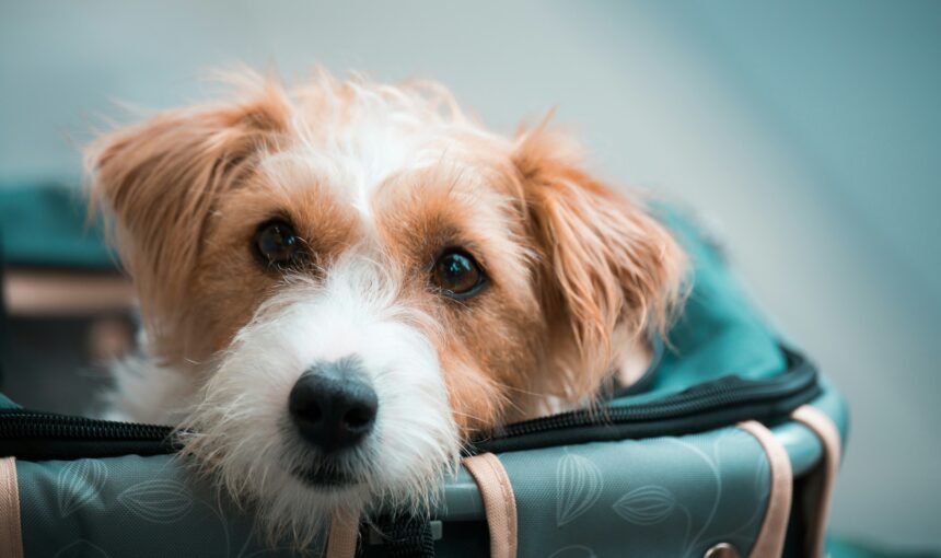 Is Your Pet Too Stressed to Fly? 3 Red Flags Every Owner Should Watch For