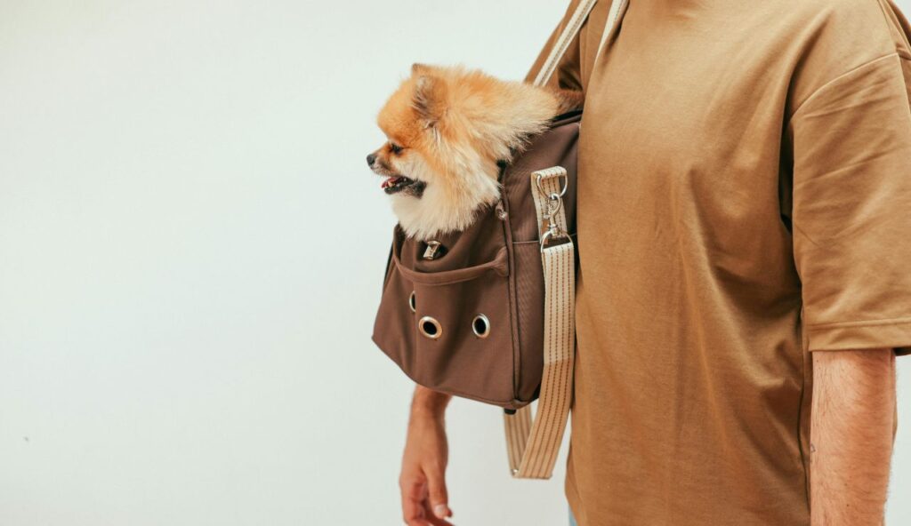 Choosing the Right Carrier and Comfort Items