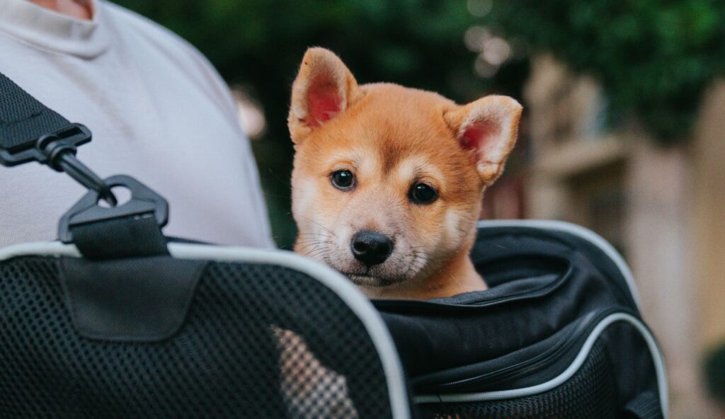 Compagnies aériennes extensibles