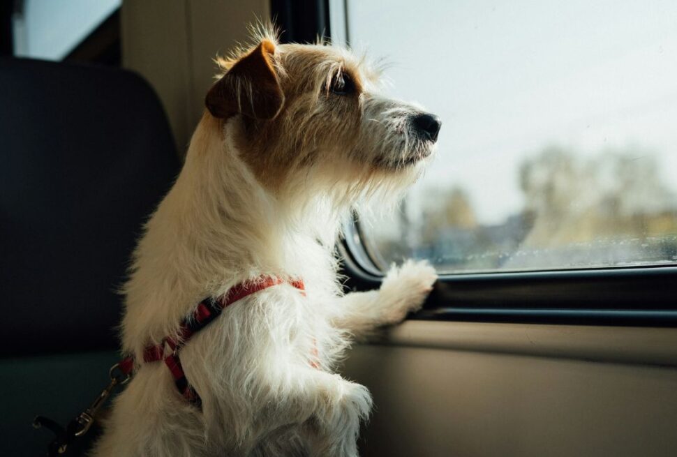 "Air Rage" for Animals? The Rising Cost of Shipping Pets in 2026's Crowded Skies