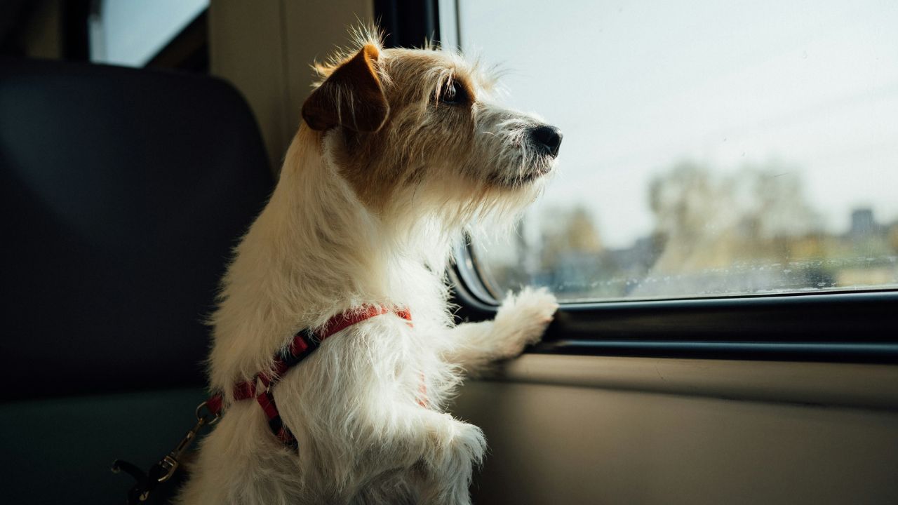 "Air Rage" for Animals? The Rising Cost of Shipping Pets in 2026's Crowded Skies