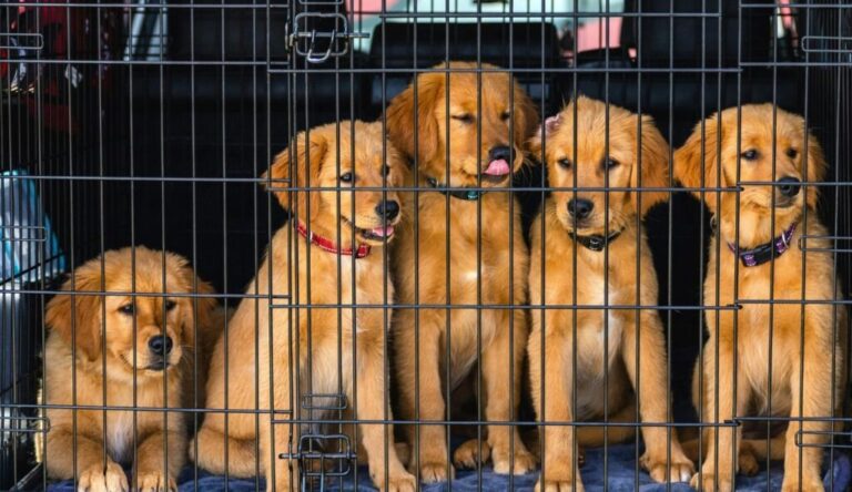 The “Sentient Suitcase”: How 2026 Air Travel Finally Solved the “Cargo Pet” Anxiety